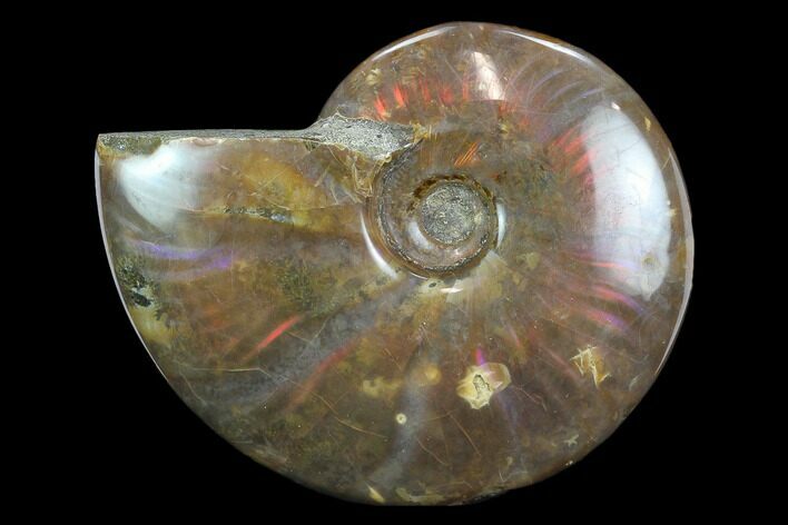 Flashy Red Iridescent Ammonite - Wide #127939